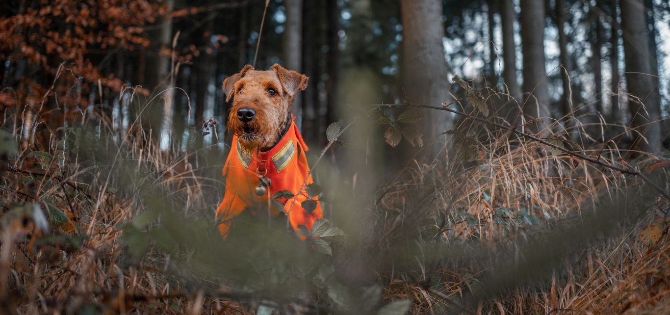 Jagd ohne Hund ist Schund 